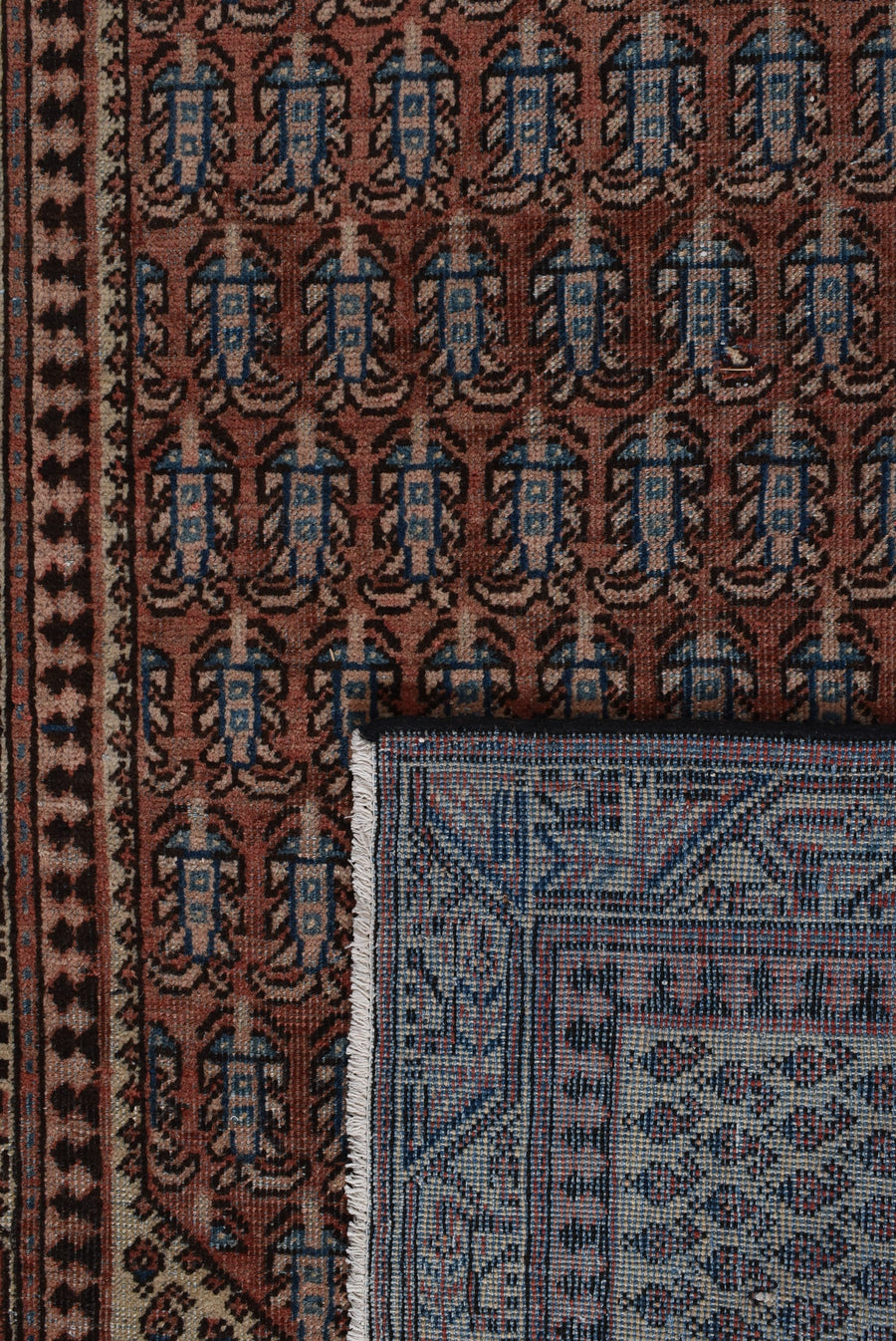 Saraband Samar (197cm x 113cm)